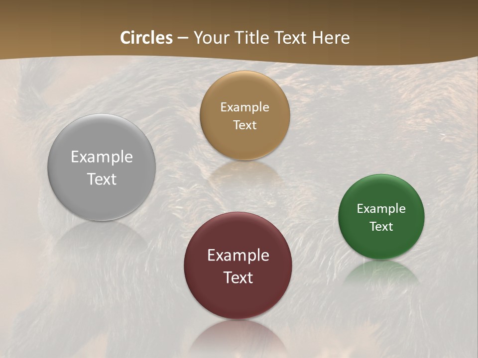 A Brown Bear Walking Across A Dry Grass Covered Field PowerPoint Template