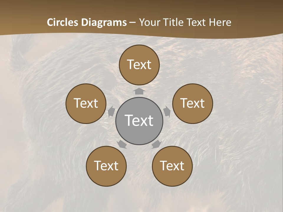 A Brown Bear Walking Across A Dry Grass Covered Field PowerPoint Template