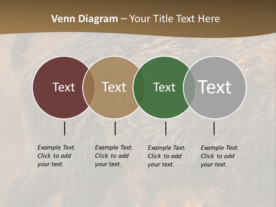 A Brown Bear Walking Across A Dry Grass Covered Field PowerPoint Template