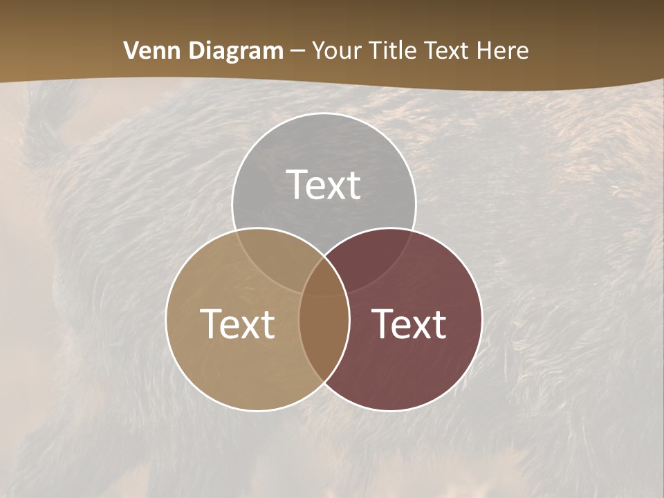 A Brown Bear Walking Across A Dry Grass Covered Field PowerPoint Template