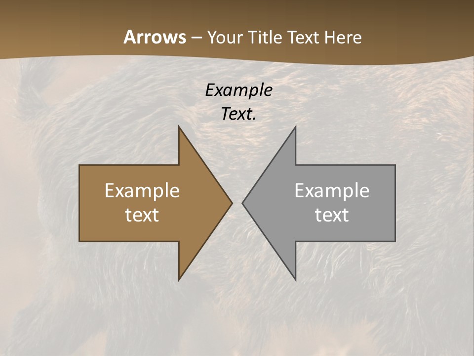 A Brown Bear Walking Across A Dry Grass Covered Field PowerPoint Template