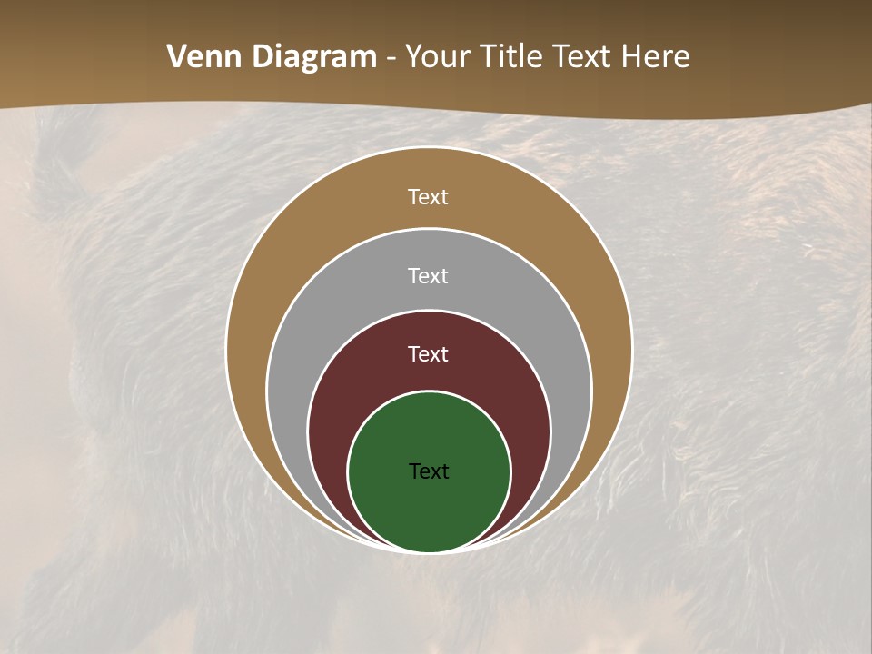 A Brown Bear Walking Across A Dry Grass Covered Field PowerPoint Template