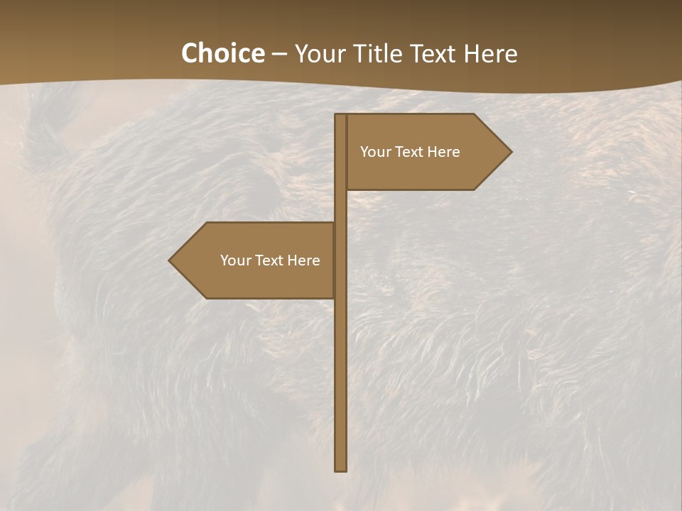 A Brown Bear Walking Across A Dry Grass Covered Field PowerPoint Template