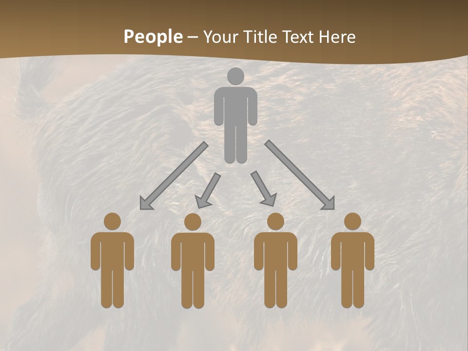 A Brown Bear Walking Across A Dry Grass Covered Field PowerPoint Template