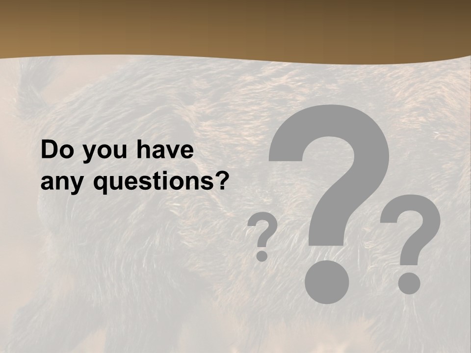 A Brown Bear Walking Across A Dry Grass Covered Field PowerPoint Template