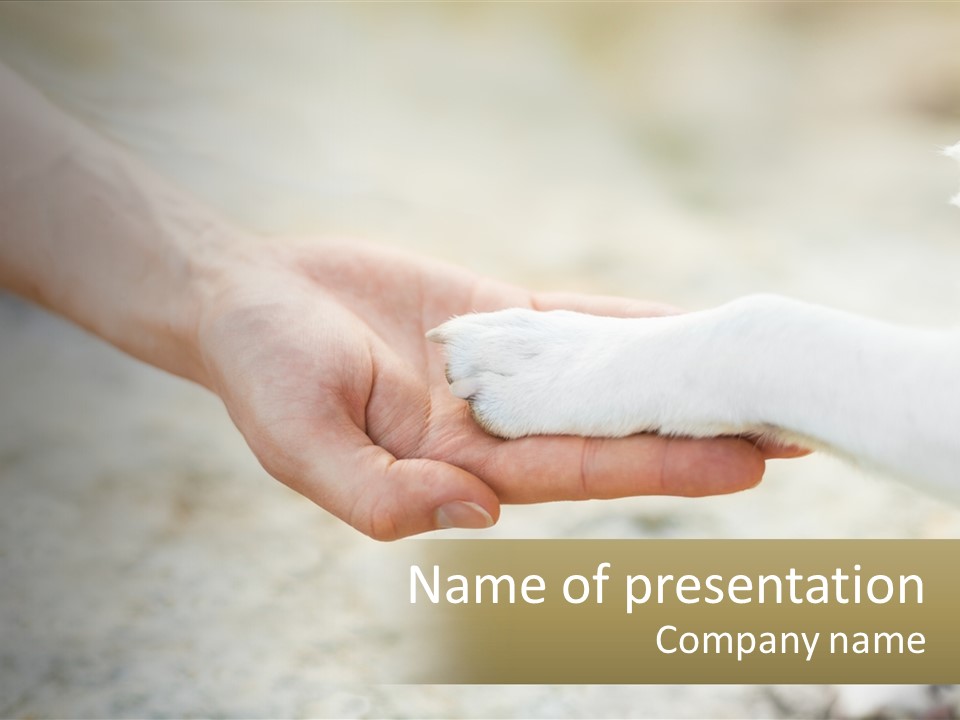 A Person Holding A Dog's Paw In Their Hand PowerPoint Template