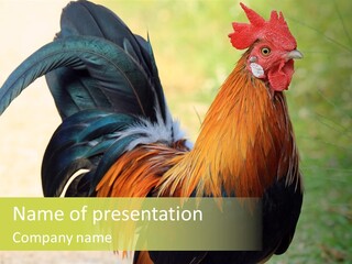 A Rooster Is Standing In The Grass PowerPoint Template