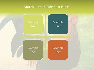 A Rooster Is Standing In The Grass PowerPoint Template