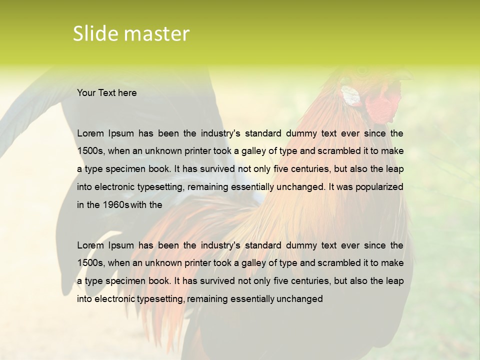 A Rooster Is Standing In The Grass PowerPoint Template
