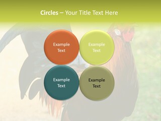 A Rooster Is Standing In The Grass PowerPoint Template
