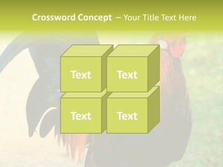 A Rooster Is Standing In The Grass PowerPoint Template