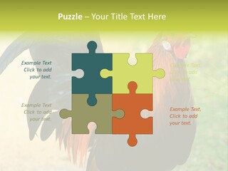 A Rooster Is Standing In The Grass PowerPoint Template