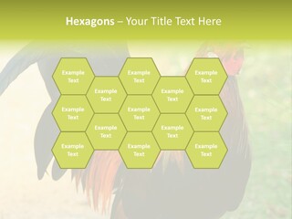 A Rooster Is Standing In The Grass PowerPoint Template