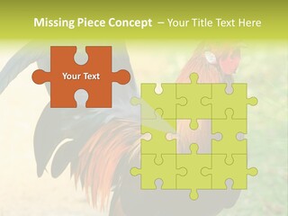 A Rooster Is Standing In The Grass PowerPoint Template