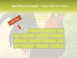A Rooster Is Standing In The Grass PowerPoint Template