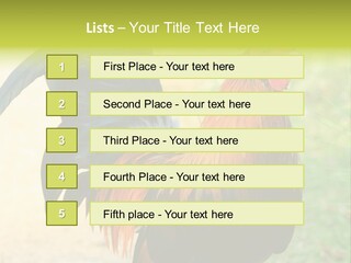 A Rooster Is Standing In The Grass PowerPoint Template