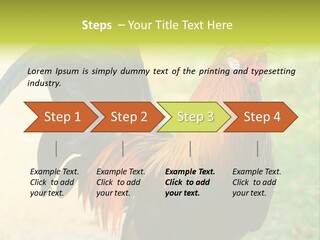 A Rooster Is Standing In The Grass PowerPoint Template