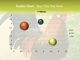 A Rooster Is Standing In The Grass PowerPoint Template