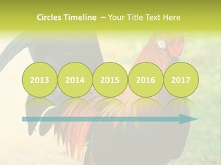 A Rooster Is Standing In The Grass PowerPoint Template