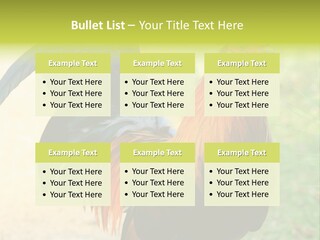 A Rooster Is Standing In The Grass PowerPoint Template
