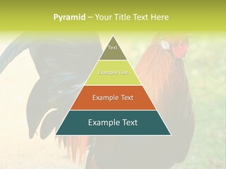A Rooster Is Standing In The Grass PowerPoint Template