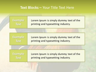 A Rooster Is Standing In The Grass PowerPoint Template