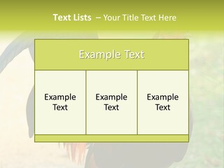 A Rooster Is Standing In The Grass PowerPoint Template