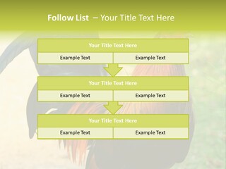 A Rooster Is Standing In The Grass PowerPoint Template