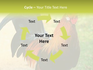 A Rooster Is Standing In The Grass PowerPoint Template