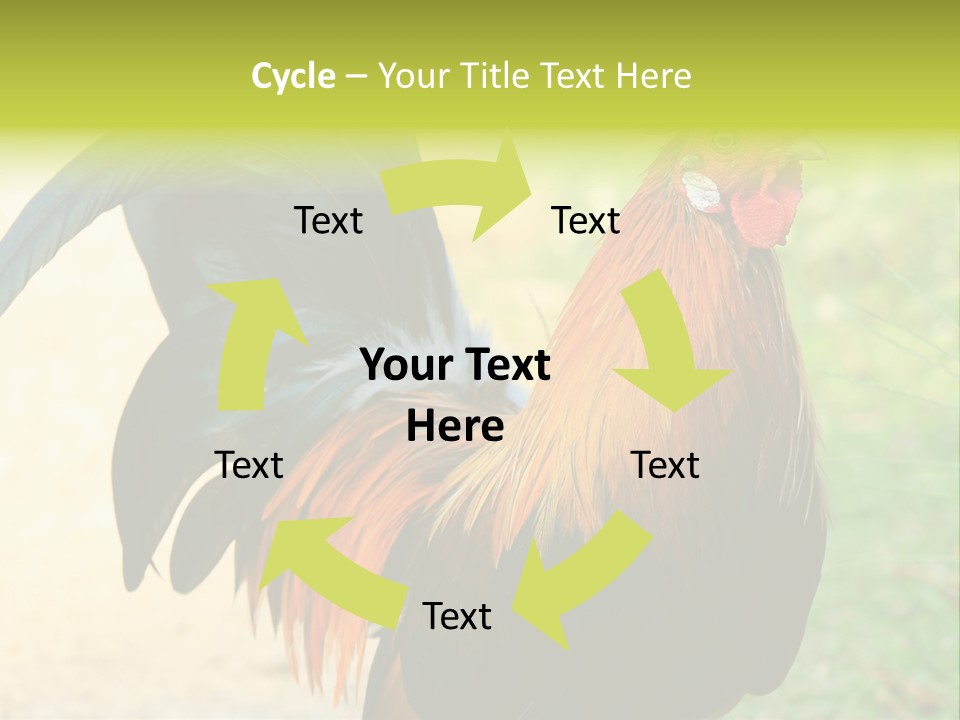 A Rooster Is Standing In The Grass PowerPoint Template