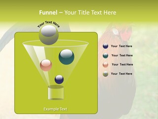 A Rooster Is Standing In The Grass PowerPoint Template