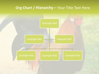 A Rooster Is Standing In The Grass PowerPoint Template
