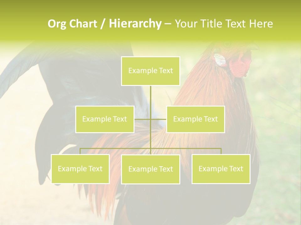 A Rooster Is Standing In The Grass PowerPoint Template