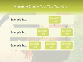 A Rooster Is Standing In The Grass PowerPoint Template