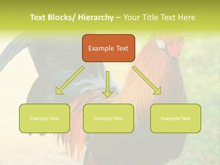 A Rooster Is Standing In The Grass PowerPoint Template