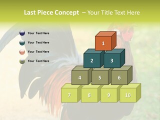 A Rooster Is Standing In The Grass PowerPoint Template