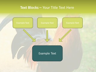 A Rooster Is Standing In The Grass PowerPoint Template