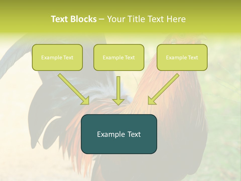 A Rooster Is Standing In The Grass PowerPoint Template