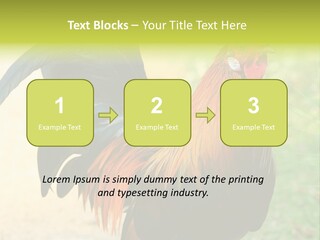 A Rooster Is Standing In The Grass PowerPoint Template
