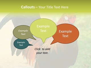 A Rooster Is Standing In The Grass PowerPoint Template