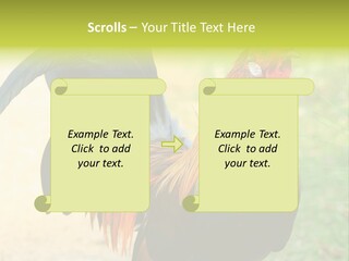 A Rooster Is Standing In The Grass PowerPoint Template