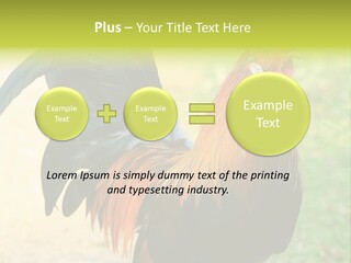 A Rooster Is Standing In The Grass PowerPoint Template