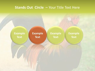 A Rooster Is Standing In The Grass PowerPoint Template