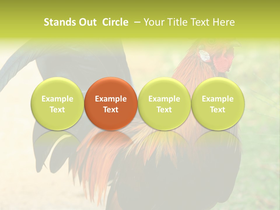 A Rooster Is Standing In The Grass PowerPoint Template