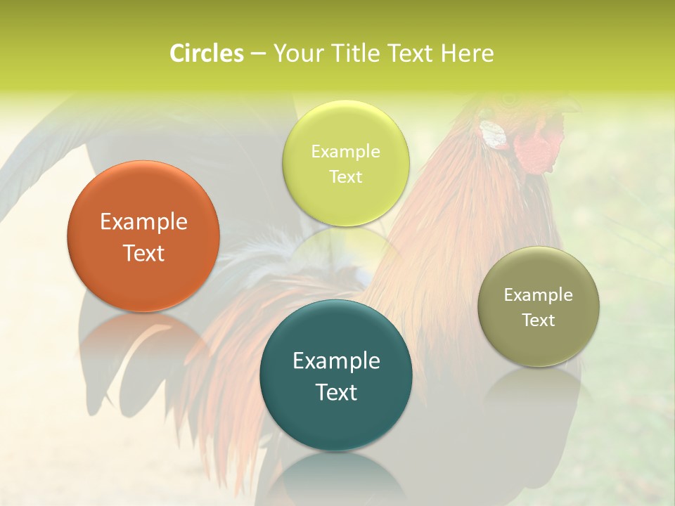 A Rooster Is Standing In The Grass PowerPoint Template