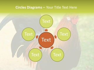 A Rooster Is Standing In The Grass PowerPoint Template