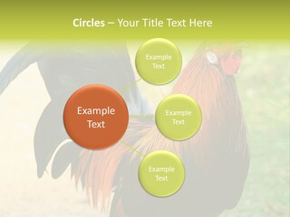 A Rooster Is Standing In The Grass PowerPoint Template