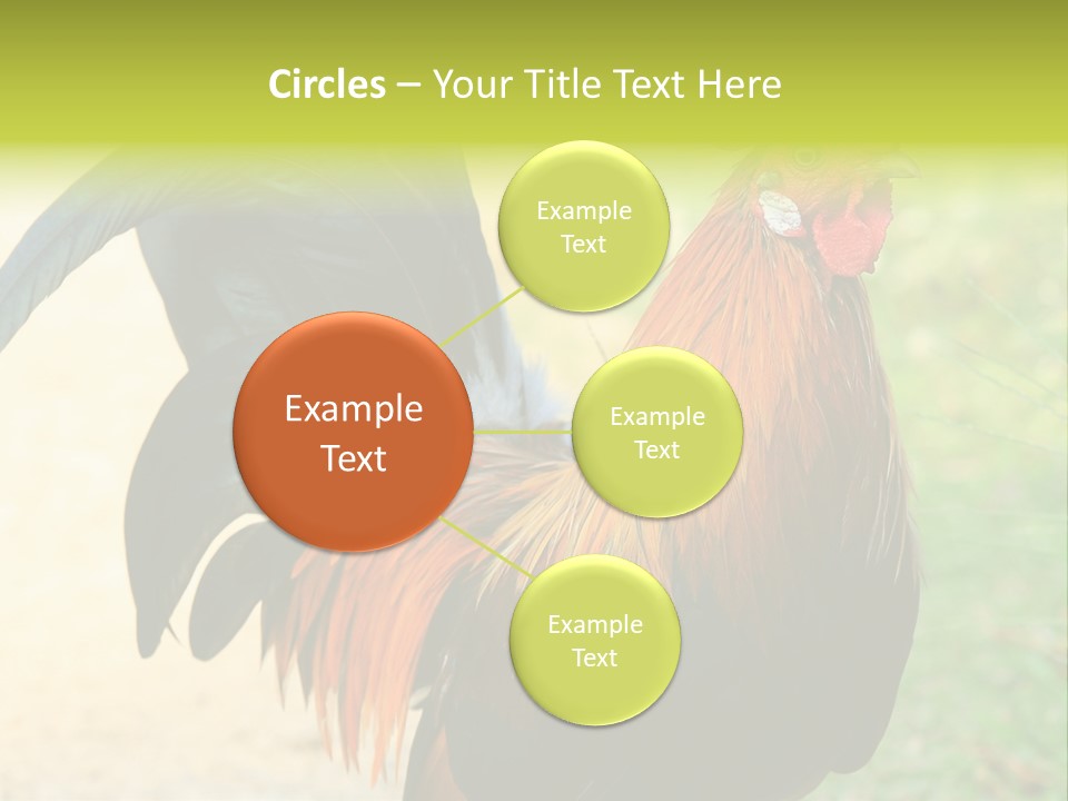 A Rooster Is Standing In The Grass PowerPoint Template