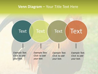 A Rooster Is Standing In The Grass PowerPoint Template