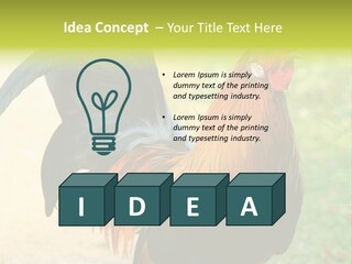 A Rooster Is Standing In The Grass PowerPoint Template